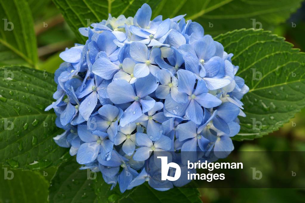 Hydrangea macrophylla “” Otaksa”