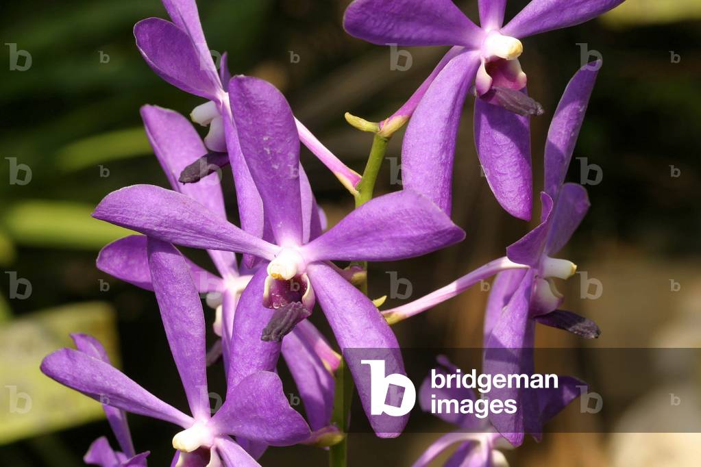 Mokara “” Jacquad Blue”