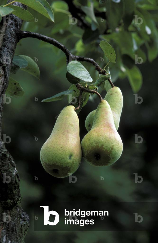 Pears “” Abate”””, Italy