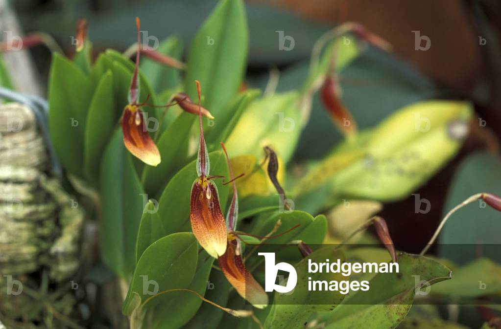 Restrepia filamentosa