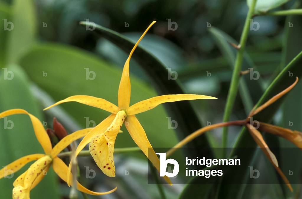 Brassolaelia “” Di Pozzi Con Brio””
