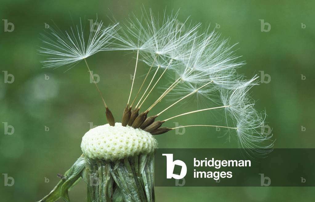 Taraxacum Officinale, North Italy, Italy