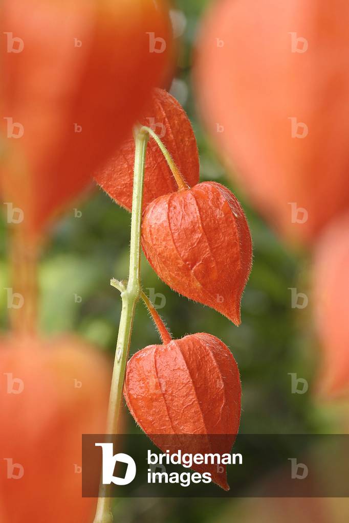 Physalis alkekengi, alchechengi comune