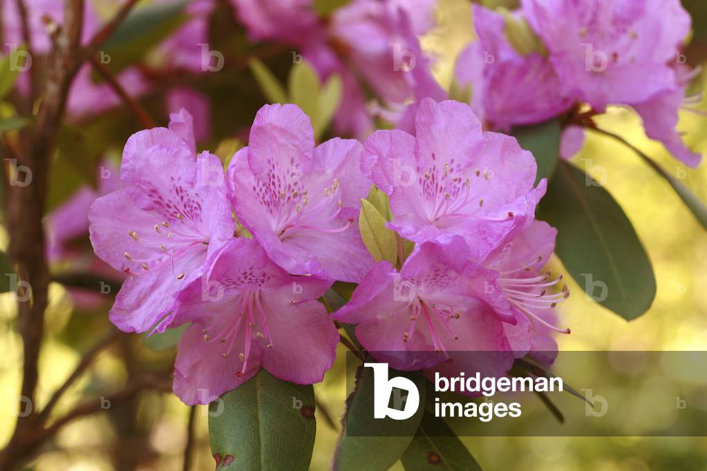 Rhododendron dauricum “” Sempervirens Splendens”