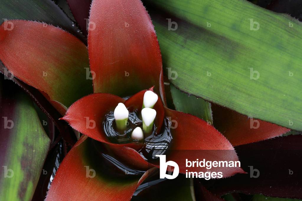 Neoregelia Carnival Queen
