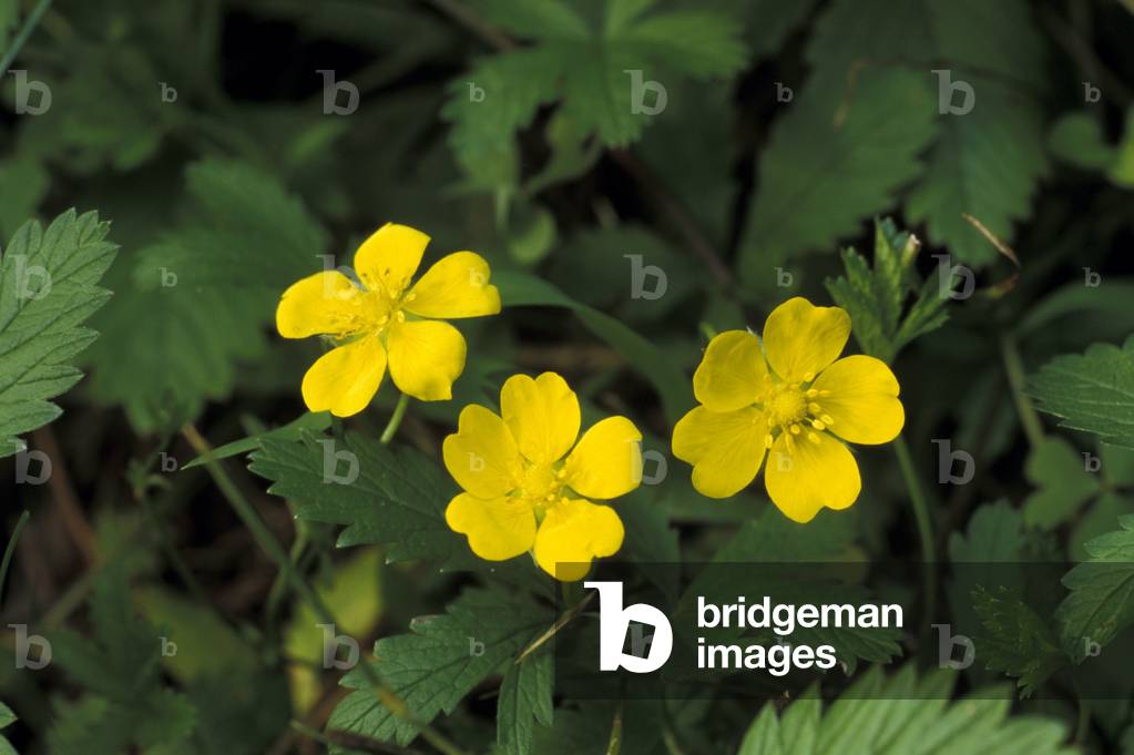 Duchesnea Indica
