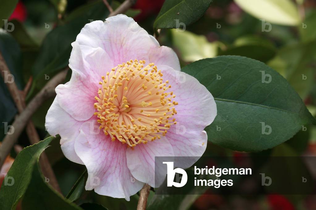 Camellia Higo “Mikuni-No-Homare”