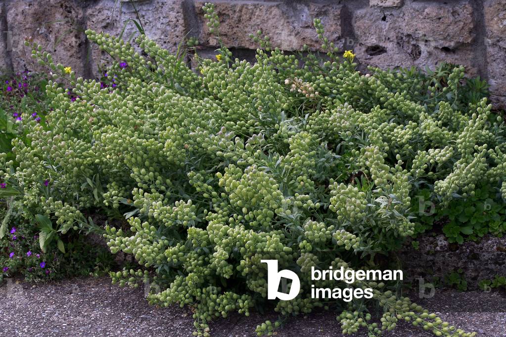 Alyssoides paniculata