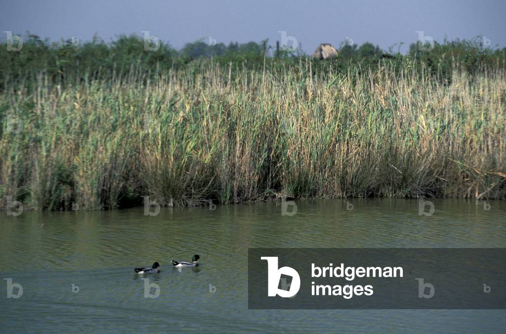 Naturschutzgebiet an der Mündung des Flusses Stella, Marano Lagunare, Friaul-Julisch Venetien, Italien