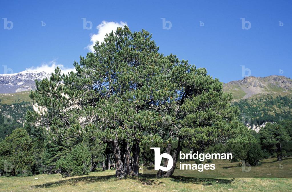 Pinus Sylvestris, Pine, Italy