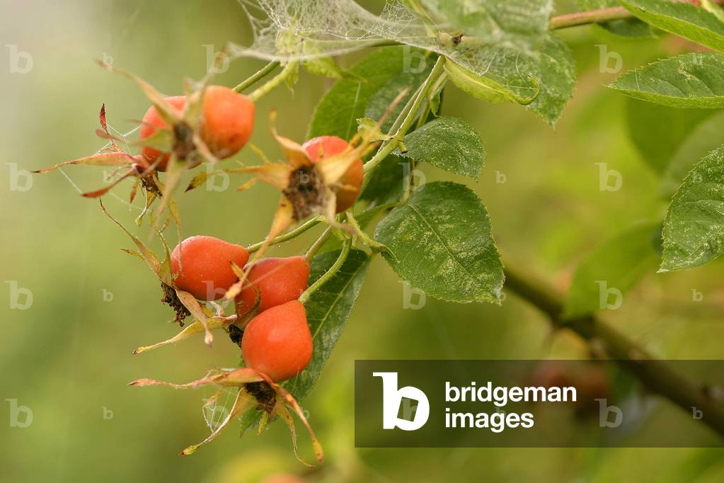 Rosa gallica “” Scharlachglut”” and cobweb