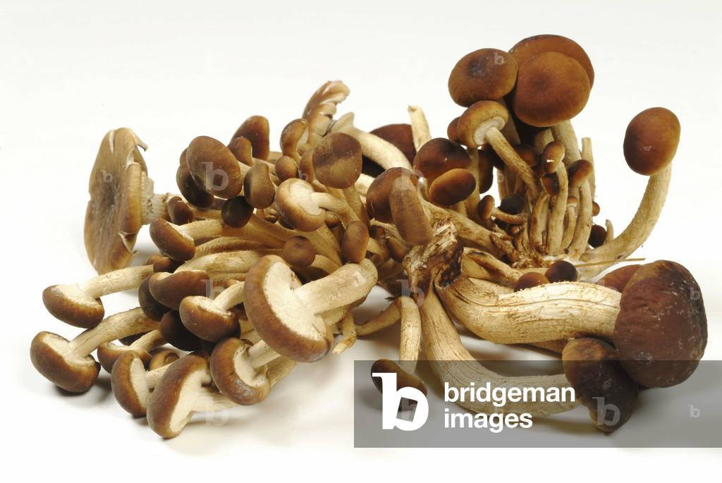 Funghi Chodini, Italia