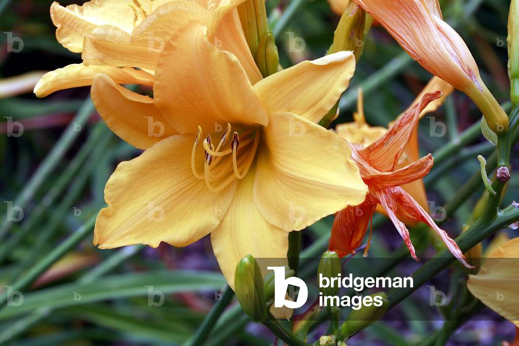 Hemerocallis Alan