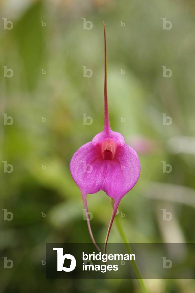 Masdevallia, hybrid