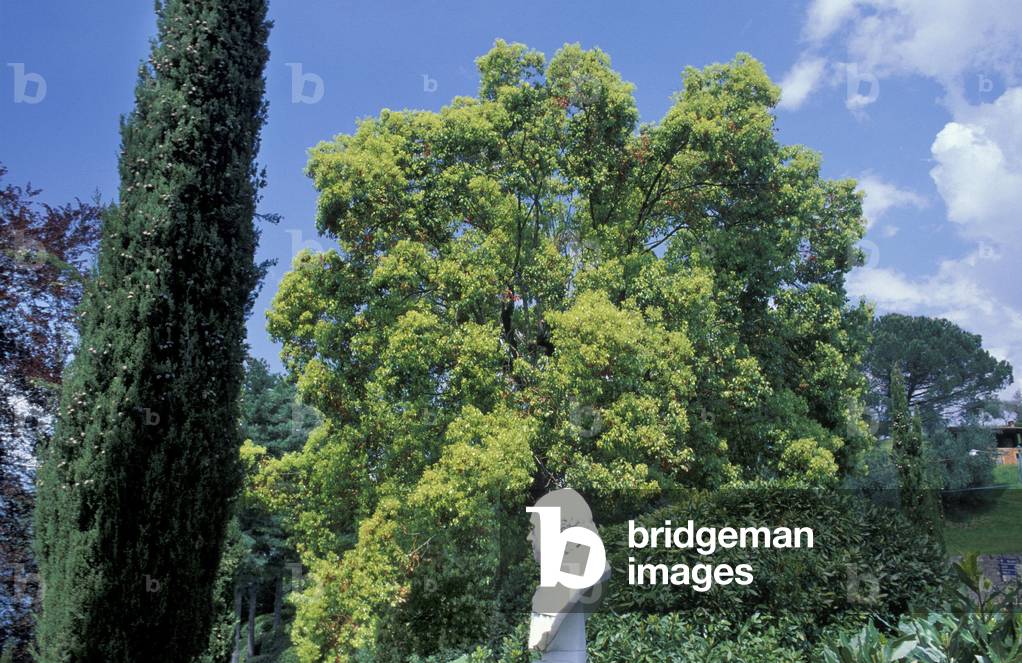 Cinnamomum camphora