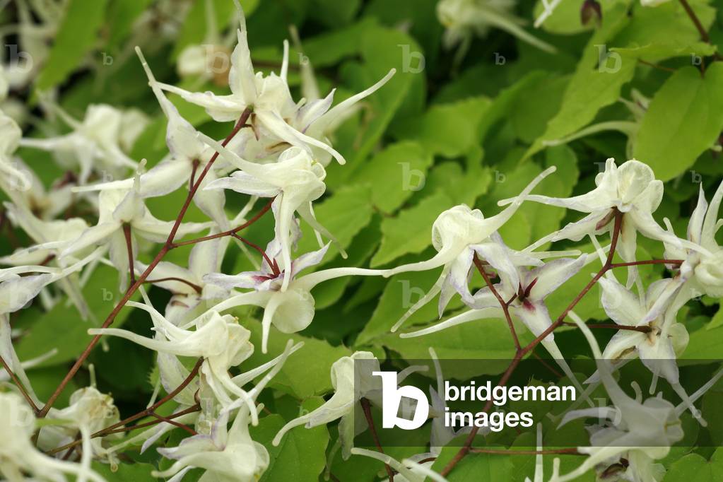 "Epimedium sp."