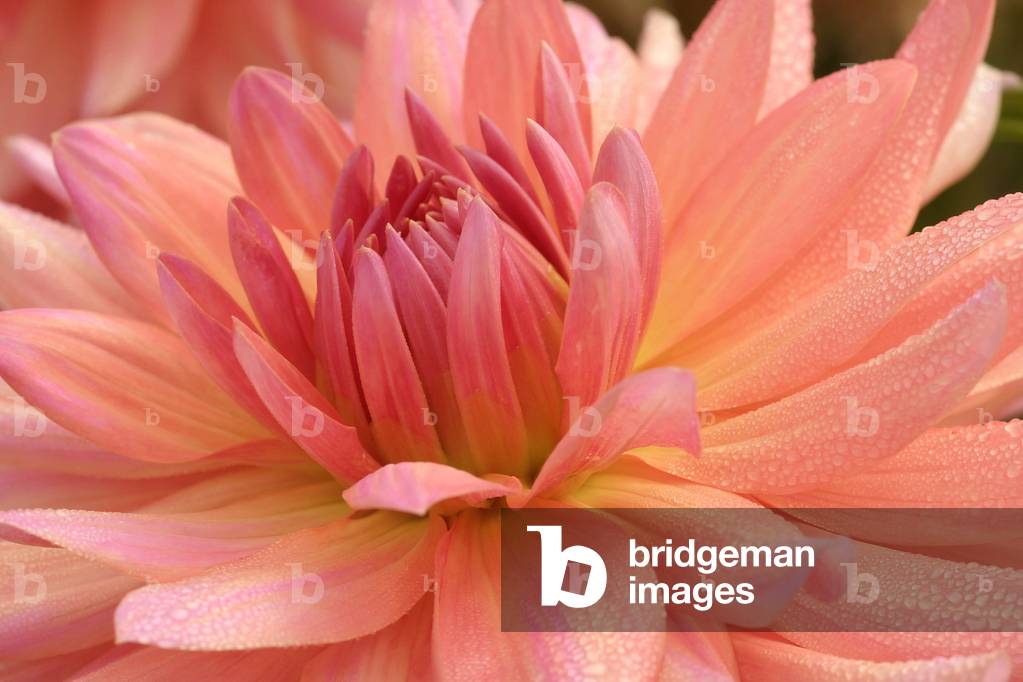 Dahlia “” Karwendel”