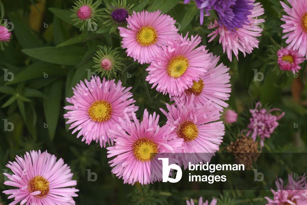 Aster novae-angliae “” Harrington's Pink””, New England aster