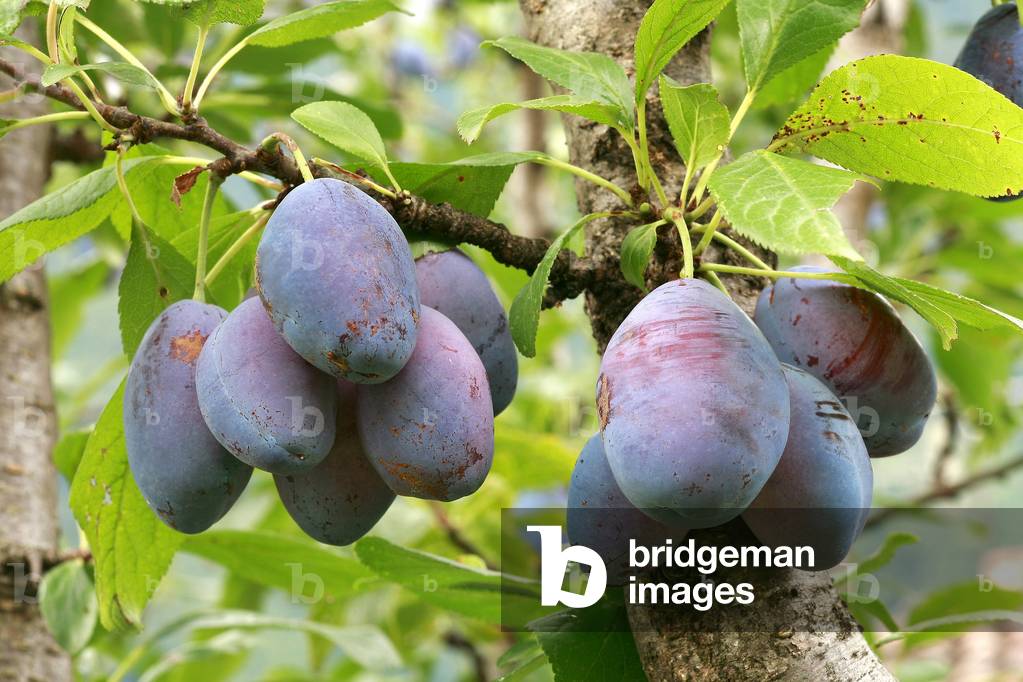 Prunus domestica “” Santa Clara””