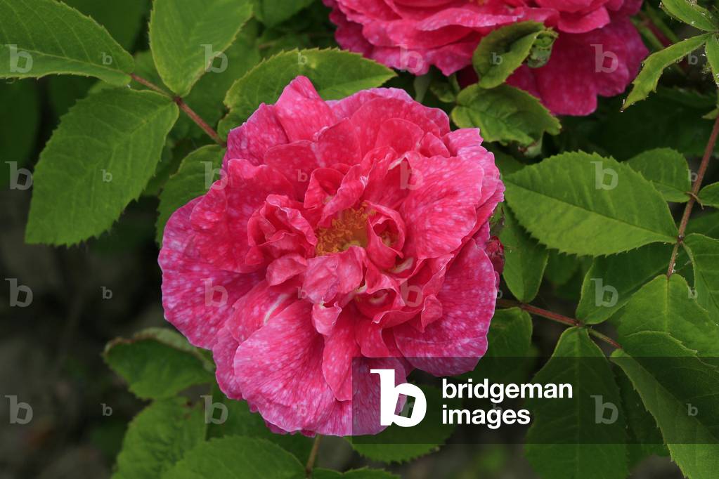 Rosa Portland Marbled