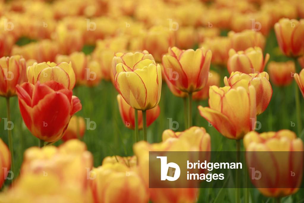 Darwin tulip “” Springfield”