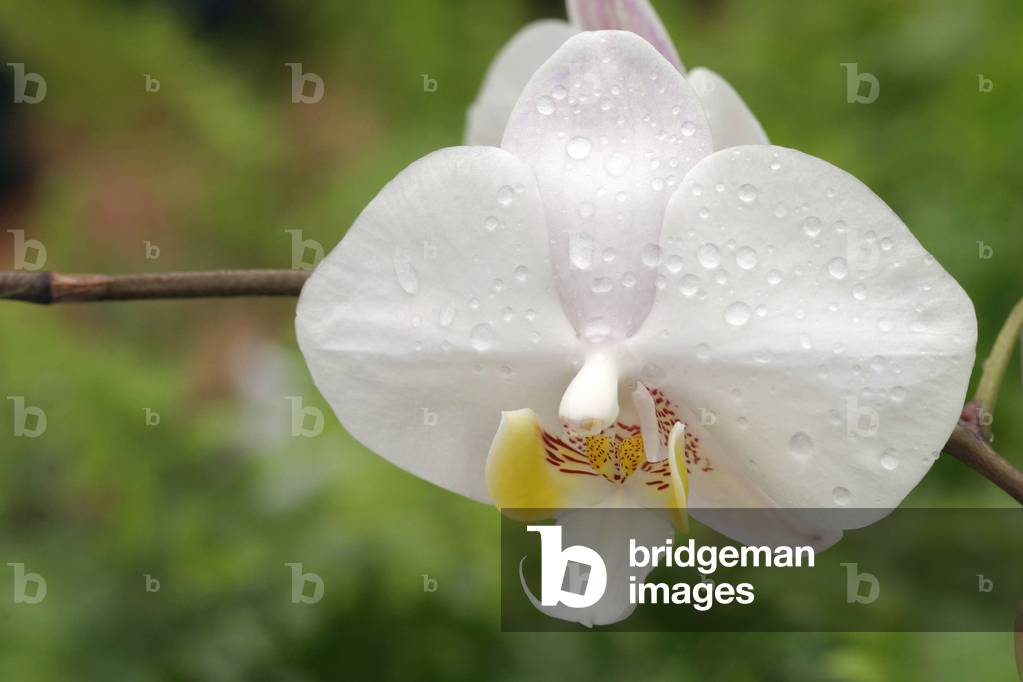 Phalaenopsis