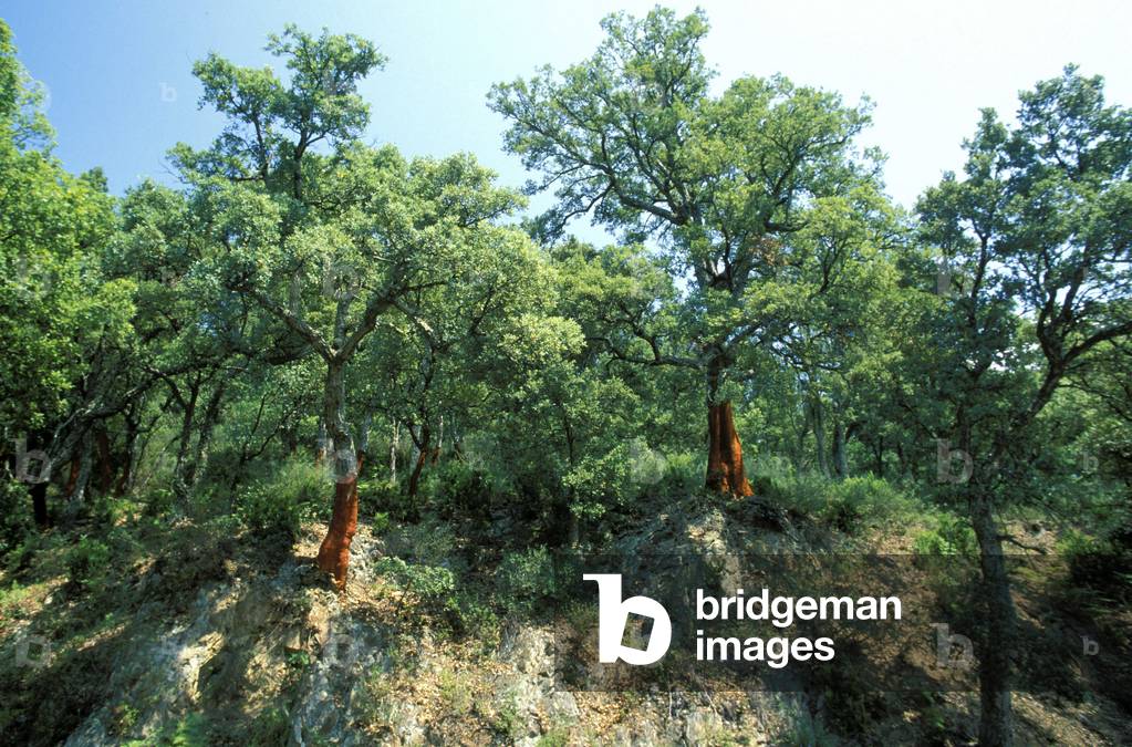 Quercus Super, North Italy, Italy