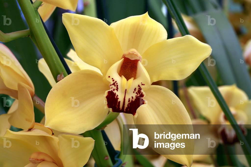 Cymbidium „Gymer Cooksbridge“