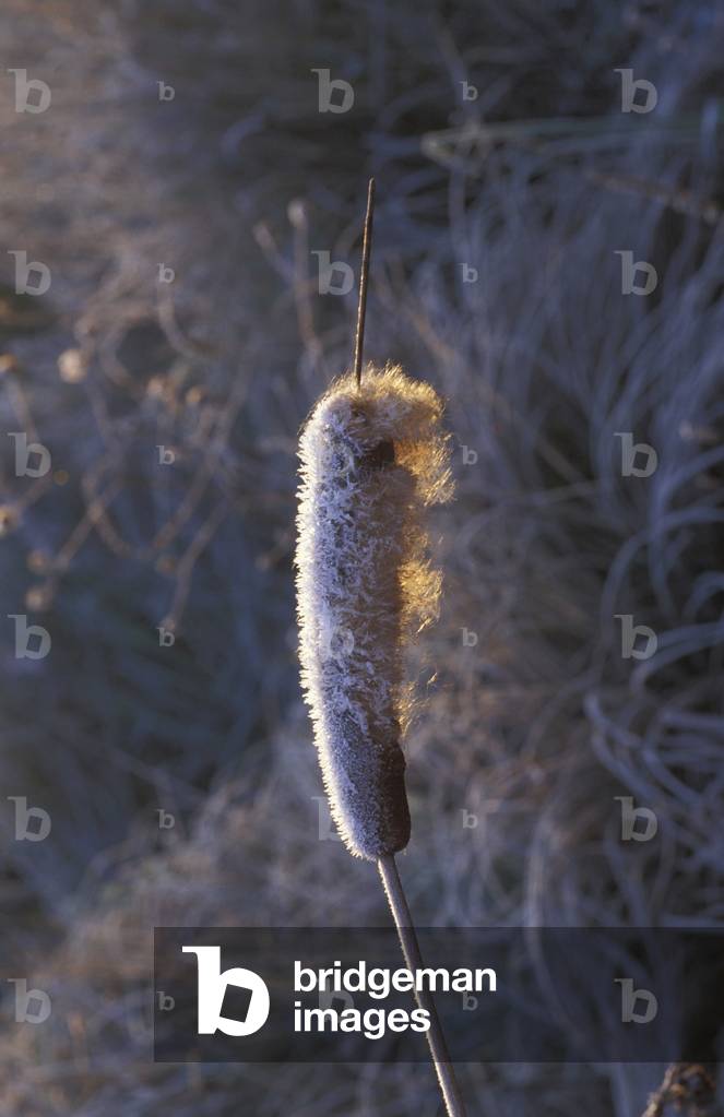 Frost on reedmace, Italy