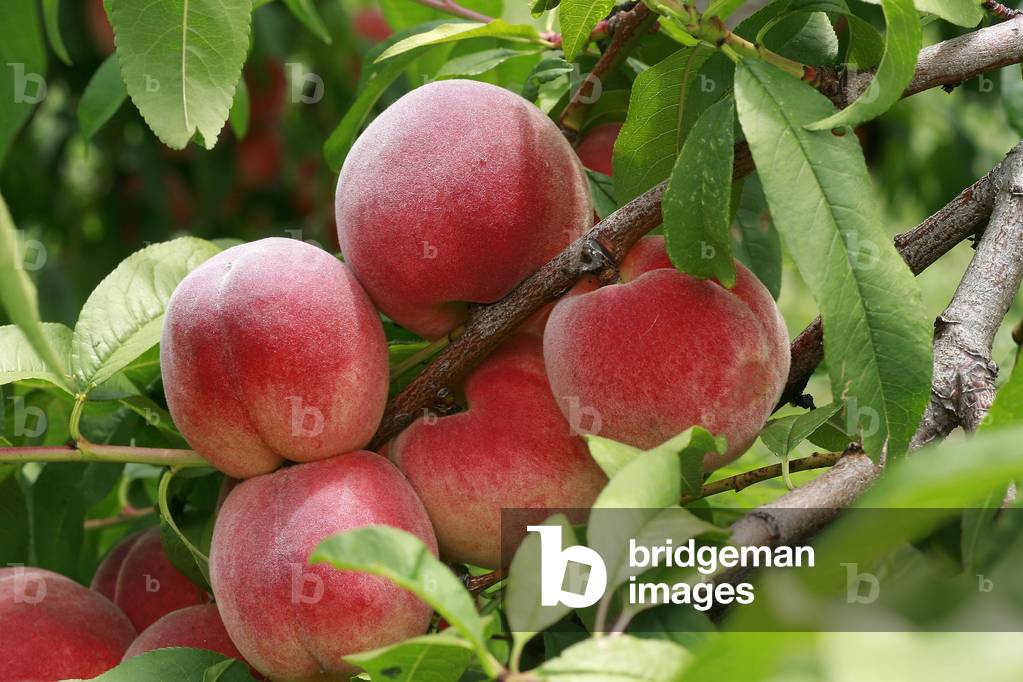 Prunus persica “” Redhaven””