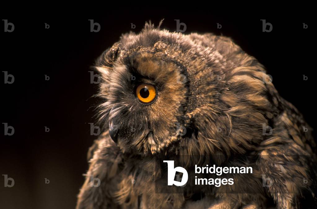 Long-eared owl, Italy