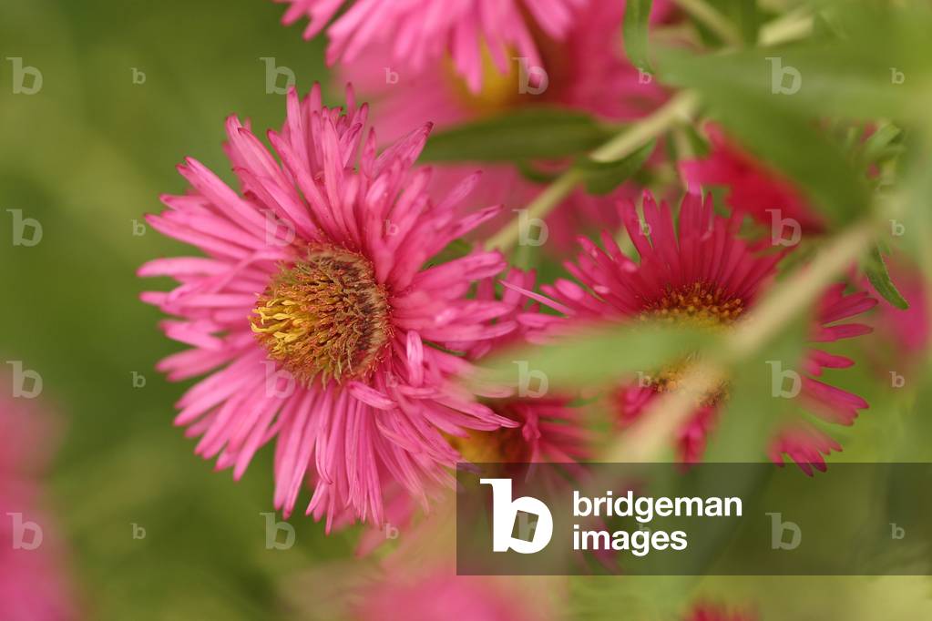Aster novae-angliae “” Andenken an Alma Potsche””, New England aster