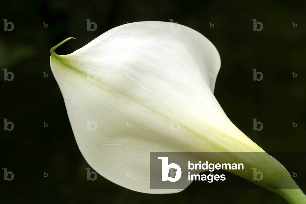 Zantedeschia aethiopica, Italy