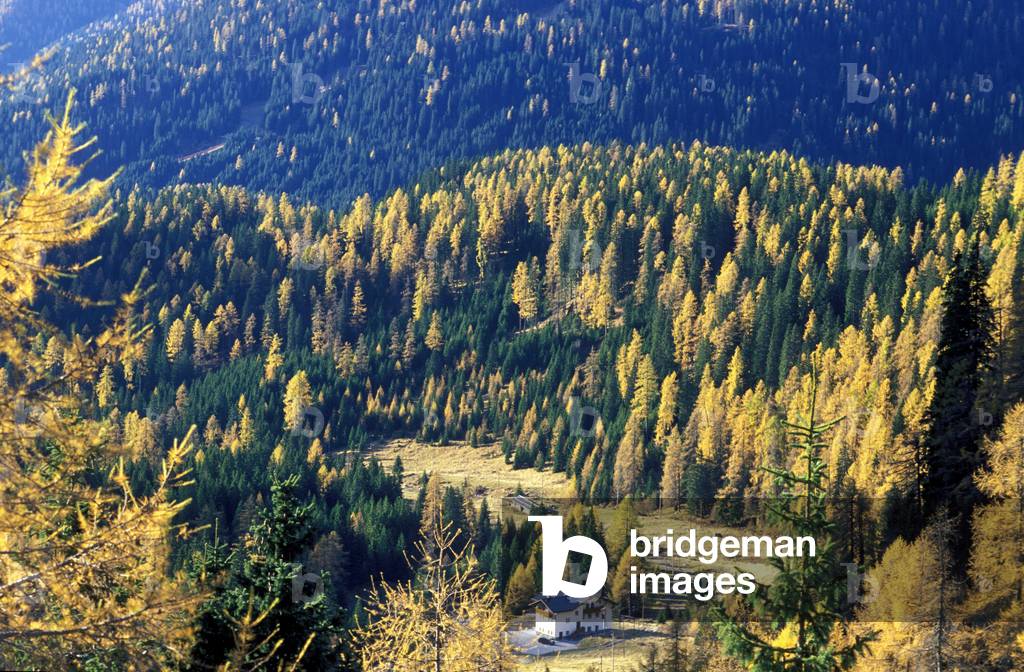 Larch and fir, Alpi, Italy