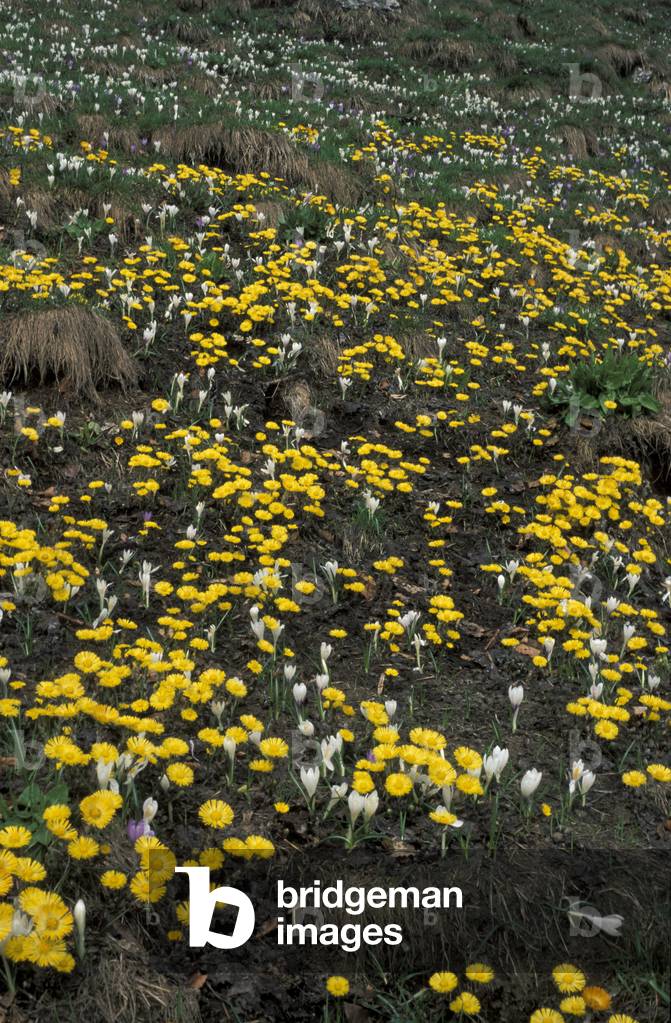 Tussilago Farfara and Crocus Vernus, Italy
