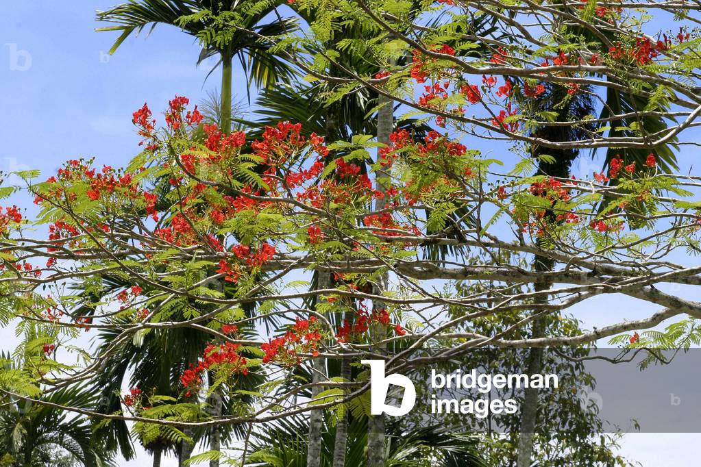 Delonix regia, Italy