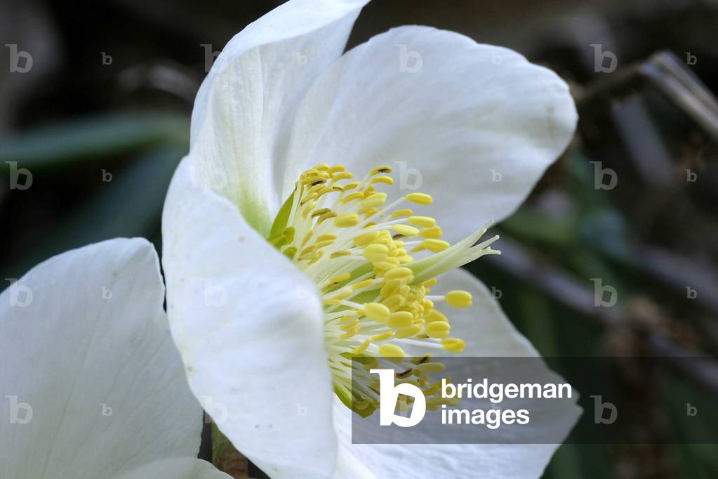 Helleborus niger, Italy