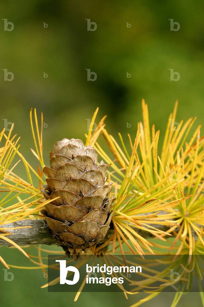 Larix decidua, Italy