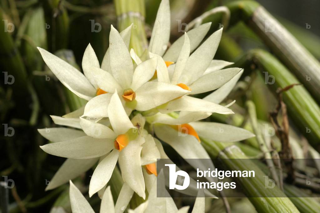 Dendrobium bracteosum