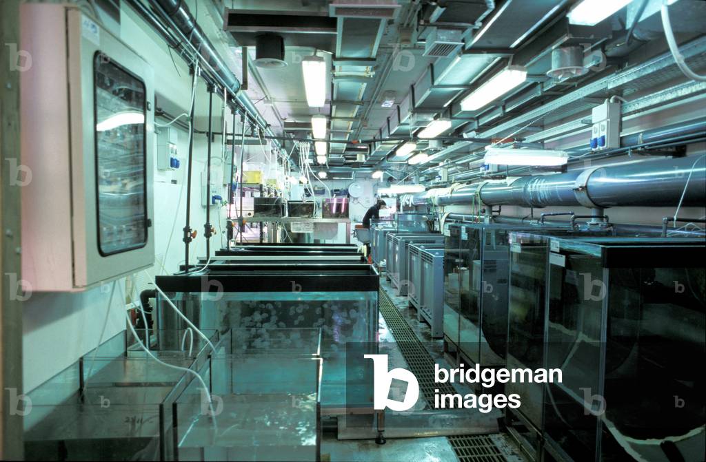 Plankton and Jellyfish breeding, Aquarium, Genoa, Liguria, Italy