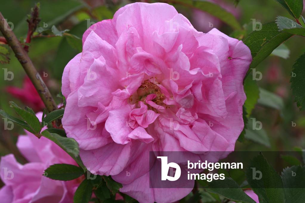 Rosa rambler “” Morletti””