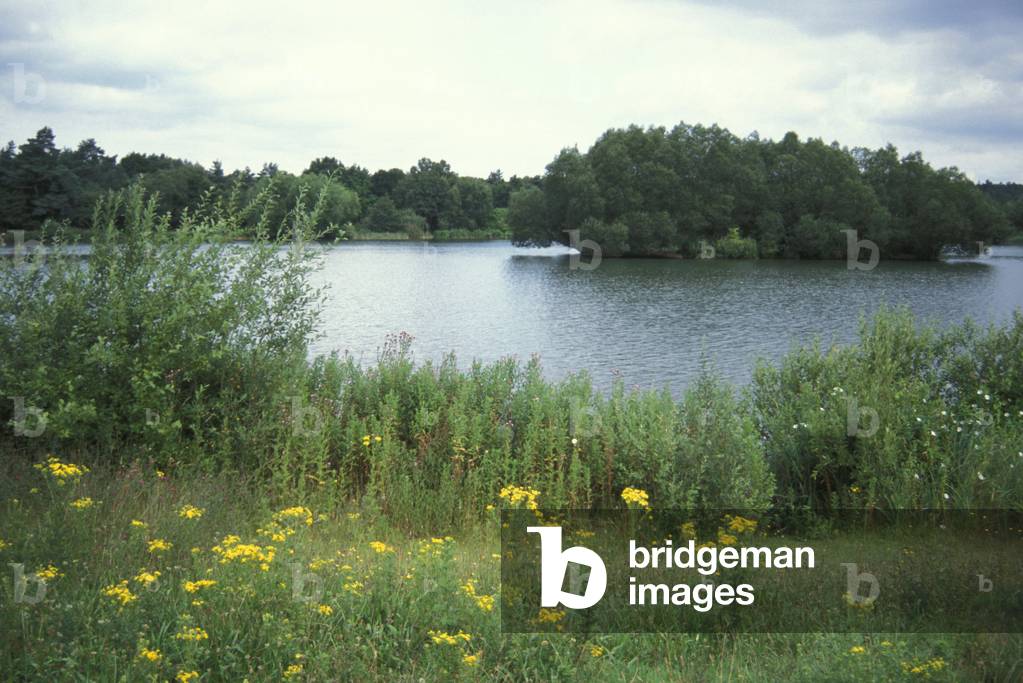 west stow country park, west stow, great britain