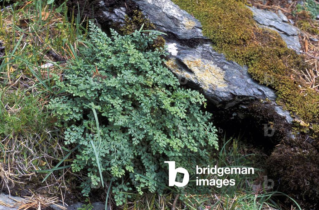 Asplenium