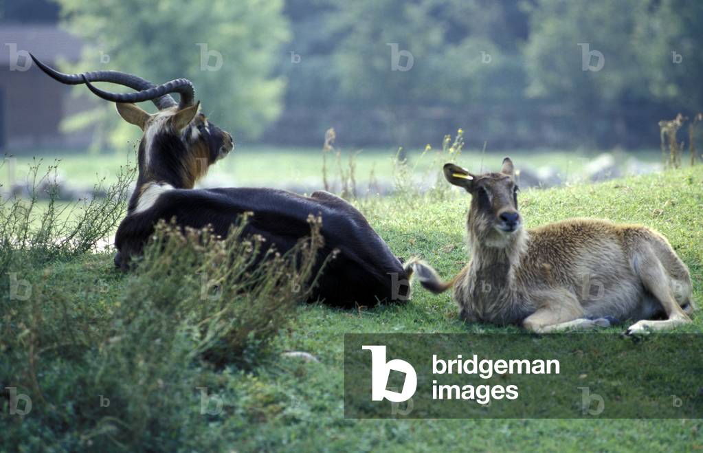 Sasins, Safari park, Natura Viva park, Bussolengo, Veneto, Italy