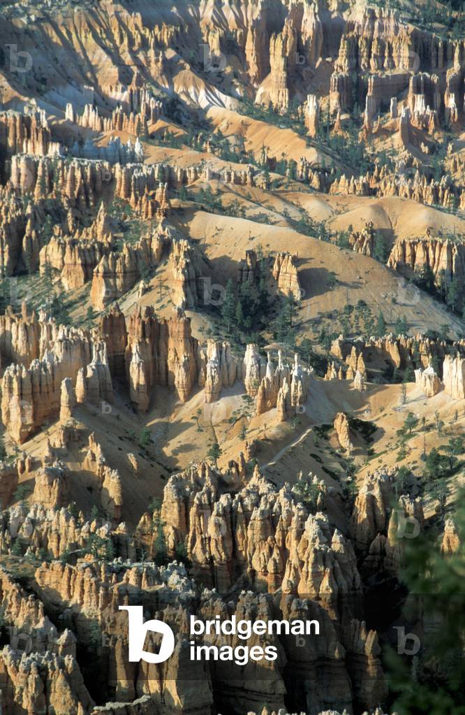 Bryce Canyon national park, Utah, United States of America, North America