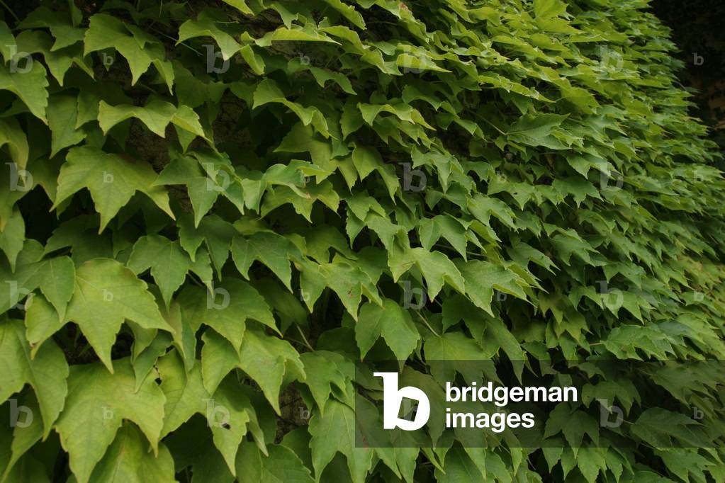 Ivy, Ligury, Italy