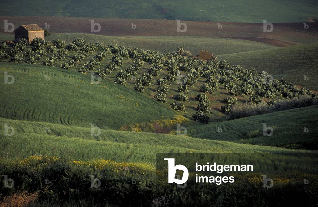 Countryside near Agira, Sicily, Italy