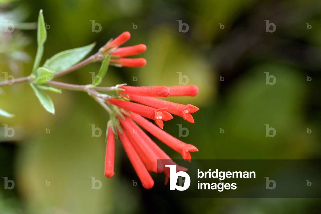 Bouvardia Ternifolia