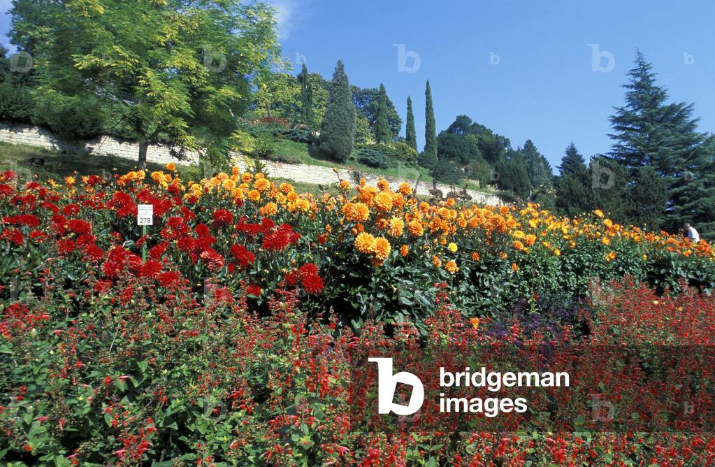 Garden with dahlias, Insel Mainau, Germany