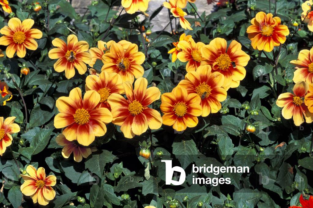 Dahlia 